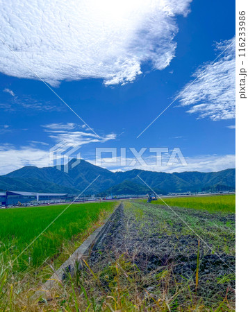 田舎の長閑な田舎風景 福井県 武生 田舎の長閑な田舎風景 福井県 武生 116233986