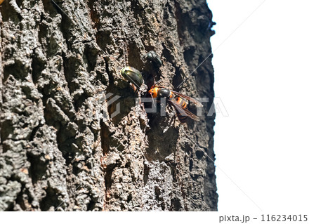 オオスズメバチ 116234015