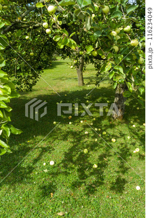 Apple trees with ripe apples and fallen fruit on green grass in an orchard. Apple trees with ripe apples and fallen fruit on green grass in an orchard. 116234049