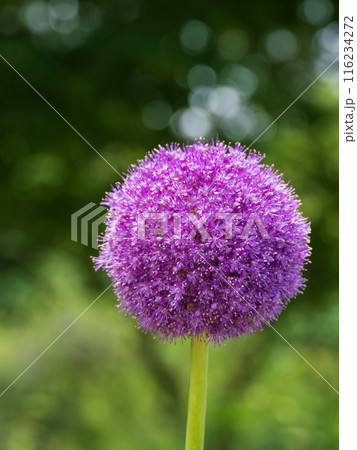 丸くて大きなアリウム・ギガンチウム 116234272