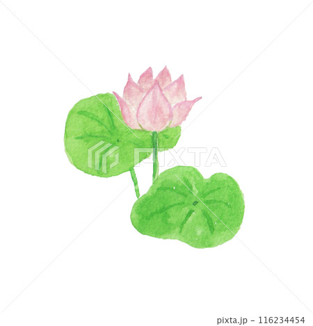水彩絵の具で描いた蓮の花 水彩絵の具で描いた蓮の花 116234454