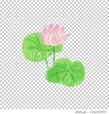 水彩絵の具で描いた蓮の花 水彩絵の具で描いた蓮の花 116234454
