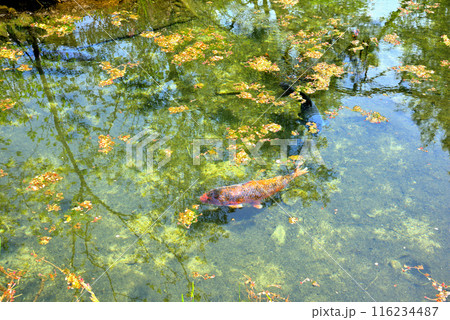 《岐阜県》中津川市加子母の風景　きれいな水を湛える乳子の池 116234487