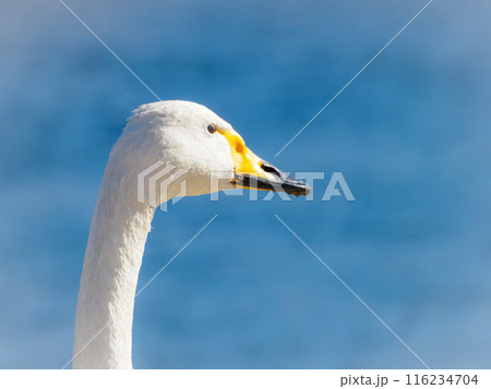 白鳥の顔のクローズアップ 白鳥の顔のクローズアップ 116234704