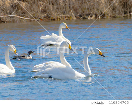 川を泳ぐ白鳥の群れ 116234706