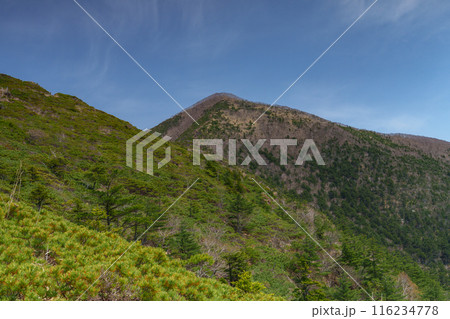 アポイ岳登山　花の百名山　北海道の絶景 116234778