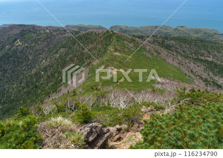 アポイ岳登山　花の百名山　北海道の絶景 116234790
