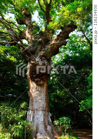 多久頭魂神社 クスノキの巨樹 多久頭魂神社 クスノキの巨樹 116234930