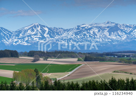 美瑛　新栄の丘　春の北海道の絶景5月 116234940