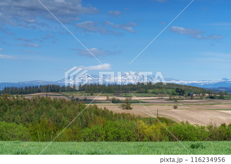 美瑛　新栄の丘　春の北海道の絶景5月 116234956