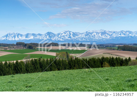 美瑛 新栄の丘 春の北海道の絶景5月 美瑛 新栄の丘 春の北海道の絶景5月 116234957