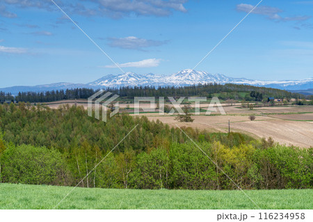 美瑛 新栄の丘 春の北海道の絶景5月 美瑛 新栄の丘 春の北海道の絶景5月 116234958