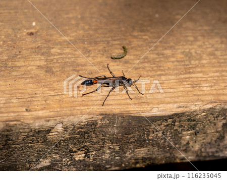 サトジガバチ 116235045