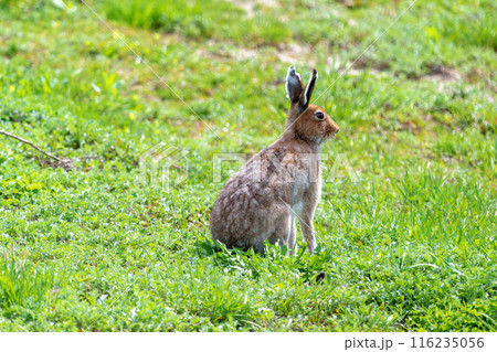 夏毛のエゾユキウサギ　北海道の野生動物 116235056