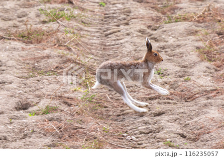夏毛のエゾユキウサギ　北海道の野生動物 116235057