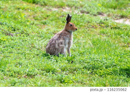 夏毛のエゾユキウサギ　北海道の野生動物 116235062