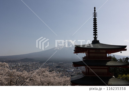 富士山と桜 日本の春 富士山と桜 日本の春 116235358