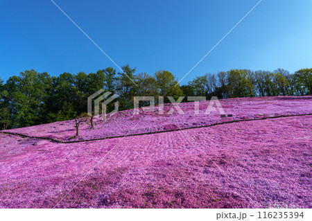太陽の丘えんがる公園の満開の芝ざくら　北海道道東の春の景色 116235394