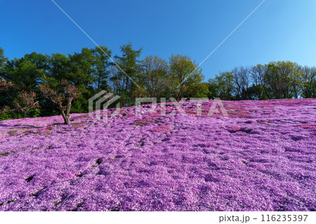 太陽の丘えんがる公園の満開の芝ざくら　北海道道東の春の景色 116235397