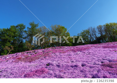 太陽の丘えんがる公園の満開の芝ざくら　北海道道東の春の景色 116235398
