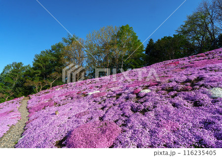 太陽の丘えんがる公園の満開の芝ざくら 北海道道東の春の景色 太陽の丘えんがる公園の満開の芝ざくら 北海道道東の春の景色 116235405