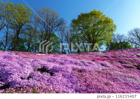太陽の丘えんがる公園の満開の芝ざくら　北海道道東の春の景色 116235407