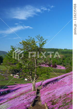 太陽の丘えんがる公園の満開の芝ざくら 北海道道東の春の景色 太陽の丘えんがる公園の満開の芝ざくら 北海道道東の春の景色 116235408