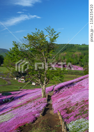 太陽の丘えんがる公園の満開の芝ざくら　北海道道東の春の景色 116235410