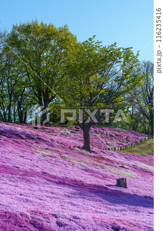 太陽の丘えんがる公園の満開の芝ざくら　北海道道東の春の景色 116235416