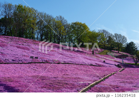 太陽の丘えんがる公園の満開の芝ざくら　北海道道東の春の景色 116235418
