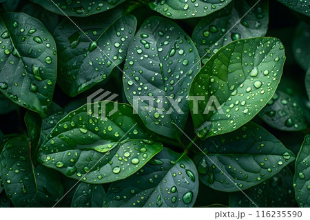Fresh Green Leaves with Water Droplets - Nature Photography for Posters and Backgrounds Generative AI 116235590
