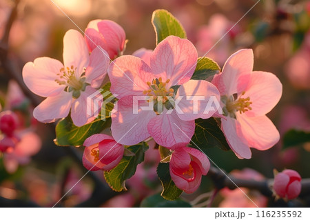 Spring Blossoms: Close-Up of Pink Apple Blossoms in Warm Sunrise - Ideal for Nature Posters, Print Design Generative AI 116235592