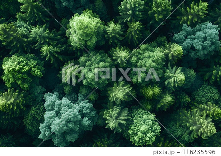 Lush Green Forest Canopy from Above - Natural Landscape for Environmental Concepts Generative AI 116235596