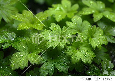 Fresh Green Leaves with Dew Drops in Morning Light - Nature Background for Botanical, Environmental, and Organic-themed Design Generative AI 116235597