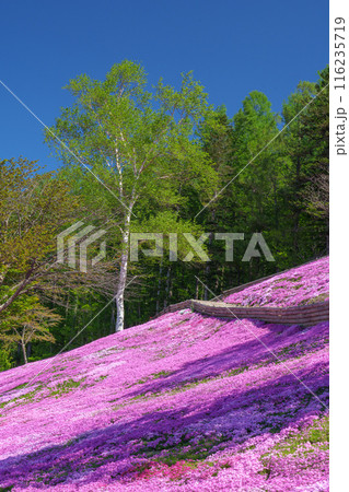 滝上公園の芝桜 北海道絶景の春の花畑　5月 116235719
