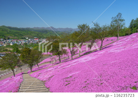 滝上公園の芝桜 北海道絶景の春の花畑　5月 116235723