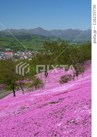 滝上公園の芝桜 北海道絶景の春の花畑　5月 116235730