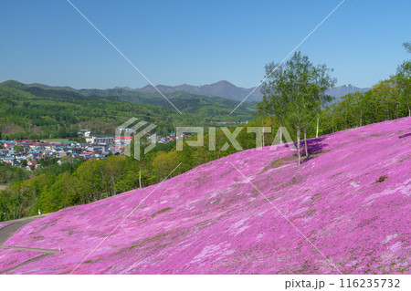 滝上公園の芝桜 北海道絶景の春の花畑 5月 滝上公園の芝桜 北海道絶景の春の花畑 5月 116235732