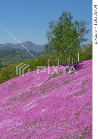滝上公園の芝桜 北海道絶景の春の花畑　5月 116235734