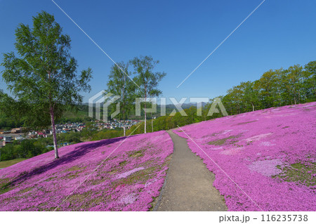 滝上公園の芝桜 北海道絶景の春の花畑　5月 116235738