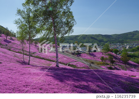 滝上公園の芝桜 北海道絶景の春の花畑 5月 滝上公園の芝桜 北海道絶景の春の花畑 5月 116235739