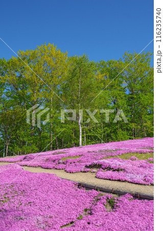 滝上公園の芝桜 北海道絶景の春の花畑　5月 116235740
