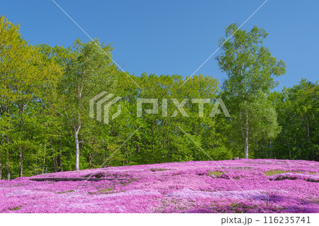 滝上公園の芝桜 北海道絶景の春の花畑　5月 116235741