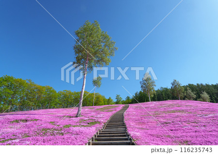 滝上公園の芝桜 北海道絶景の春の花畑　5月 116235743