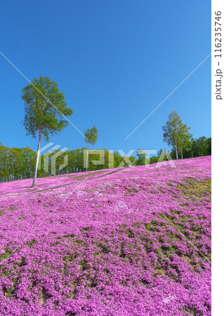 滝上公園の芝桜 北海道絶景の春の花畑　5月 116235746