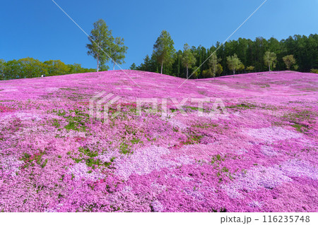 滝上公園の芝桜 北海道絶景の春の花畑　5月 116235748