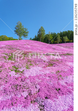 滝上公園の芝桜 北海道絶景の春の花畑 5月 滝上公園の芝桜 北海道絶景の春の花畑 5月 116235749