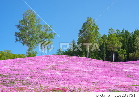 滝上公園の芝桜 北海道絶景の春の花畑 5月 滝上公園の芝桜 北海道絶景の春の花畑 5月 116235751