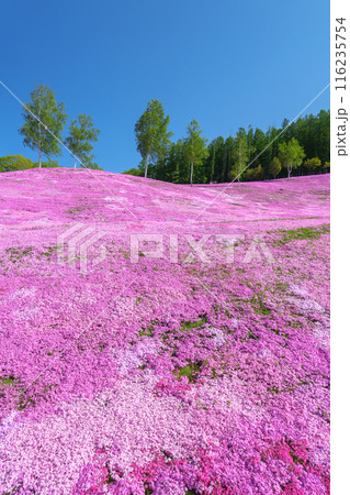 滝上公園の芝桜 北海道絶景の春の花畑 5月 滝上公園の芝桜 北海道絶景の春の花畑 5月 116235754