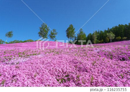 滝上公園の芝桜 北海道絶景の春の花畑 5月 滝上公園の芝桜 北海道絶景の春の花畑 5月 116235755